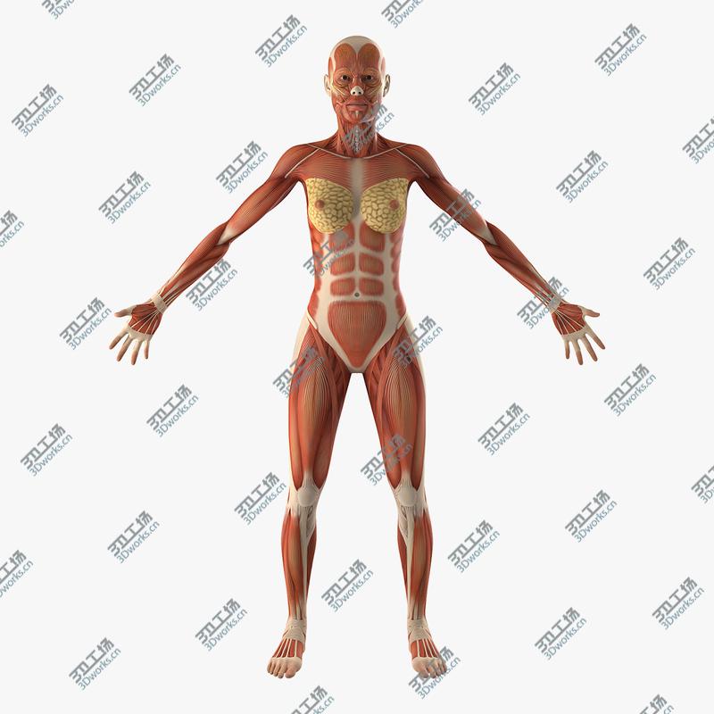 images/goods_img/202105072/Female Muscular System Anatomy 3D model/1.jpg